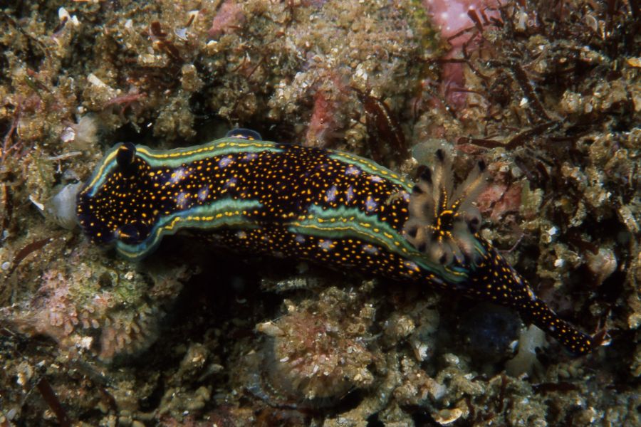 Costa Rica - Golfo do Papagayo