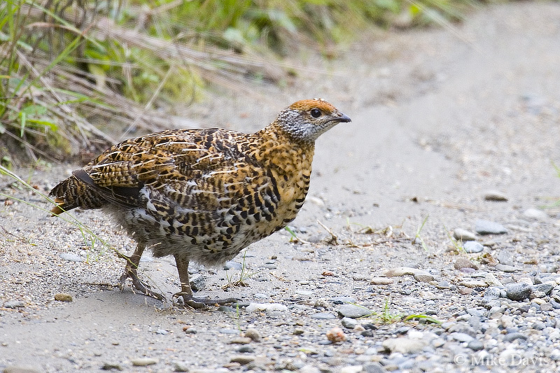 Spruce Grouse (Falcipennis canadensis)