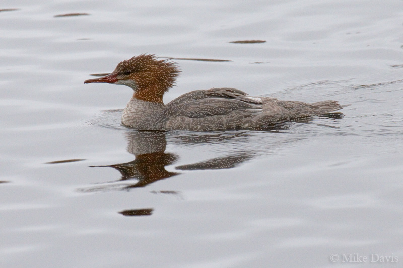 Common Merganser (Mergus merganser)