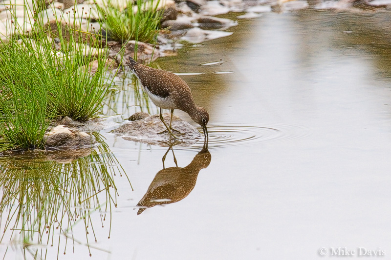 Solitary Sandpiper (Tringa solitaria)