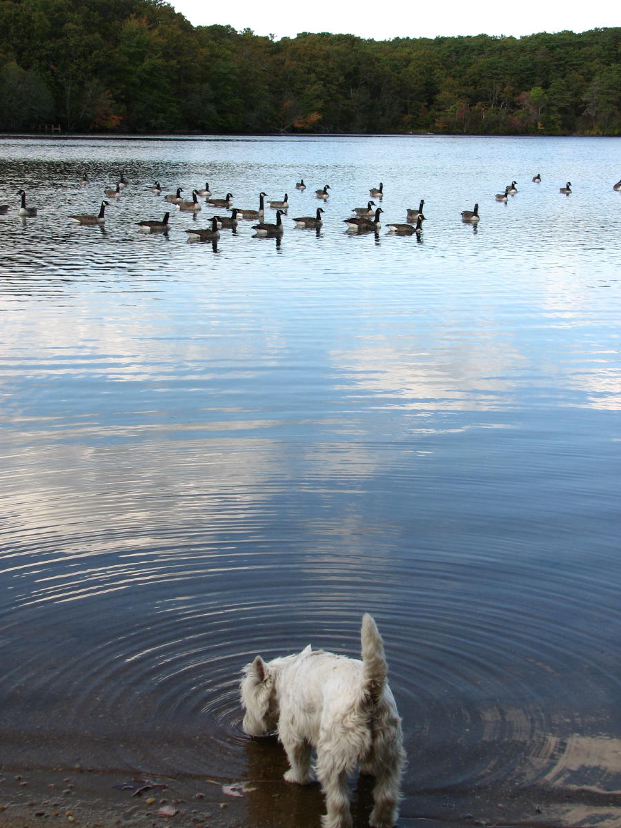 Drinking from cloudy waters.jpg
