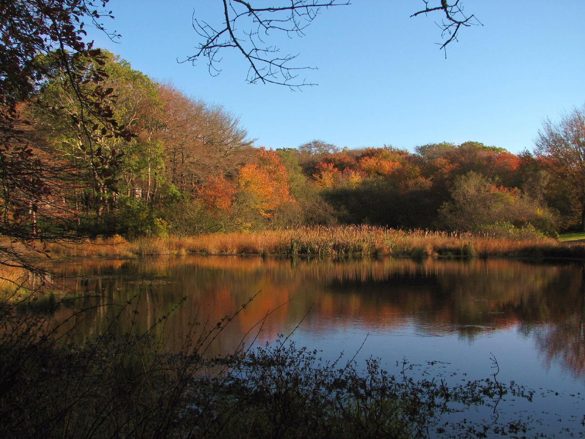 West Tisbury Foliage.jpg