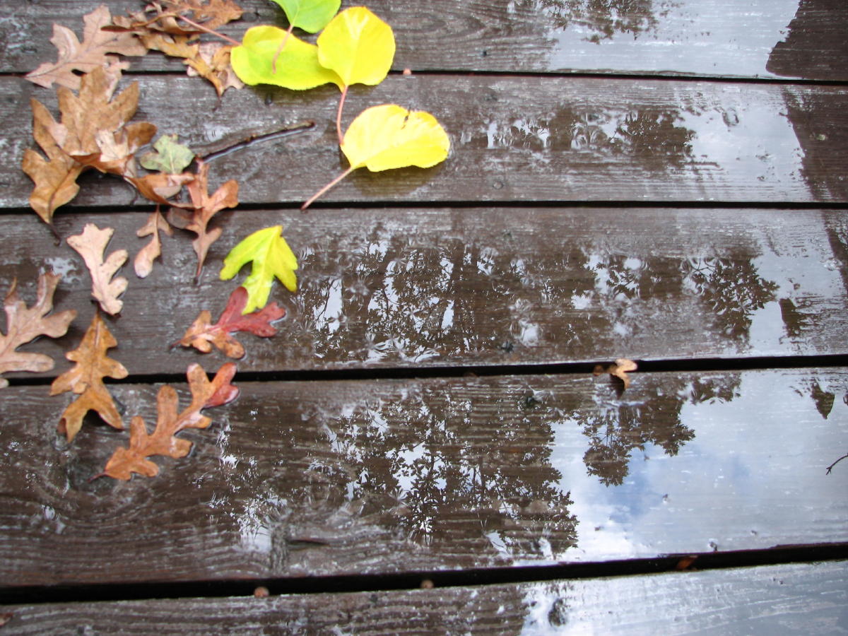 23 Rained on the Deck.jpg