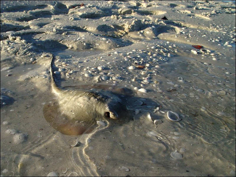 stingray