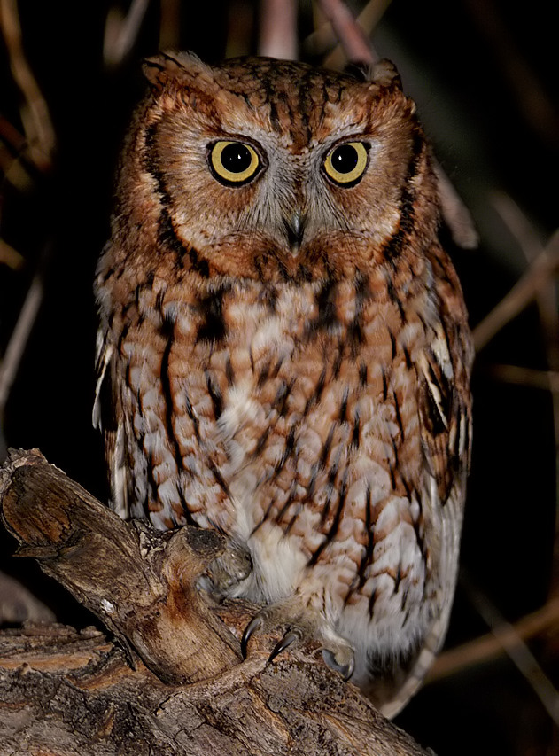 Eastern x Western Screech-Owl hybrid