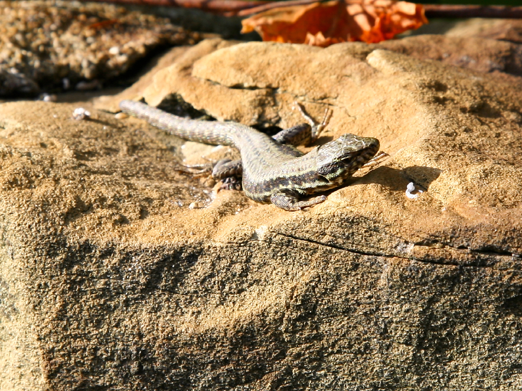 Lizards lounging in the sun
