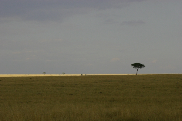 Masai Mara national park, Kenya