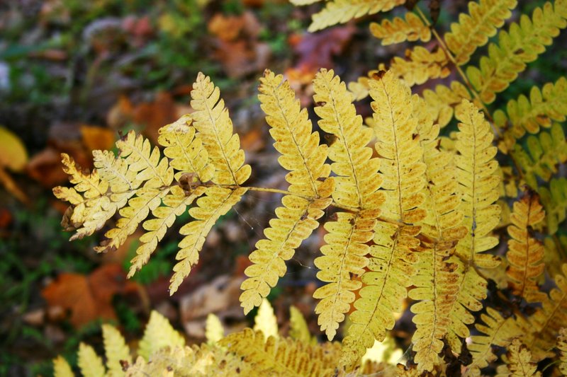 Pennsylvania - Ferns and Petals, Fall Colors