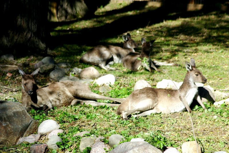 Western Gray Kangaroo, Brookfield Zoo, Chicago