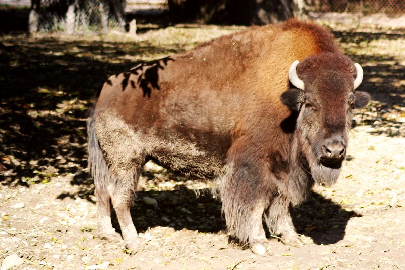 See the bison, my son, Brookfield Zoo, Chicago