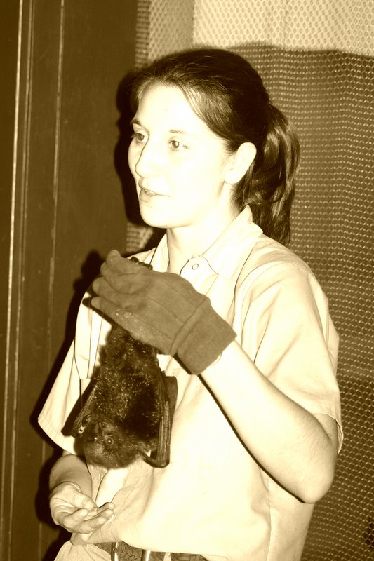 Bat, Brookfield Zoo, Chicago