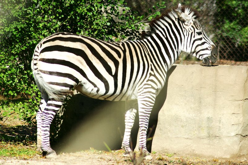 Z is for Zebra, Brookfield Zoo, Chicago