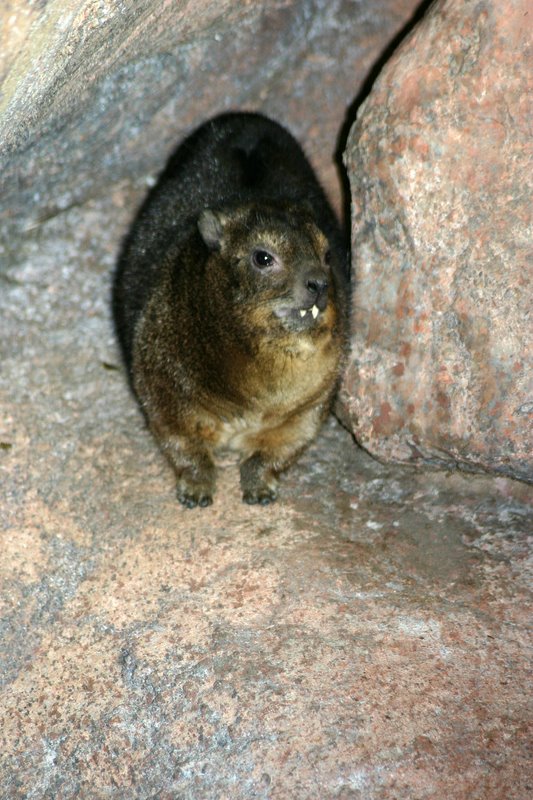 W is also for Wombat, Brookfield Zoo, Chicago