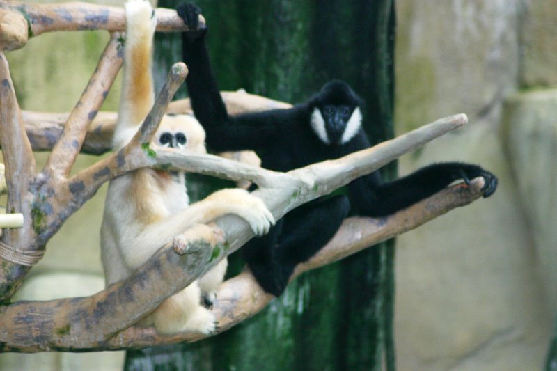 White Cheeked Gibbons, Brookfield Zoo, Chicago