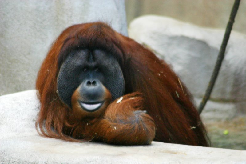 O is for Orangutan, Brookfield Zoo, Chicago