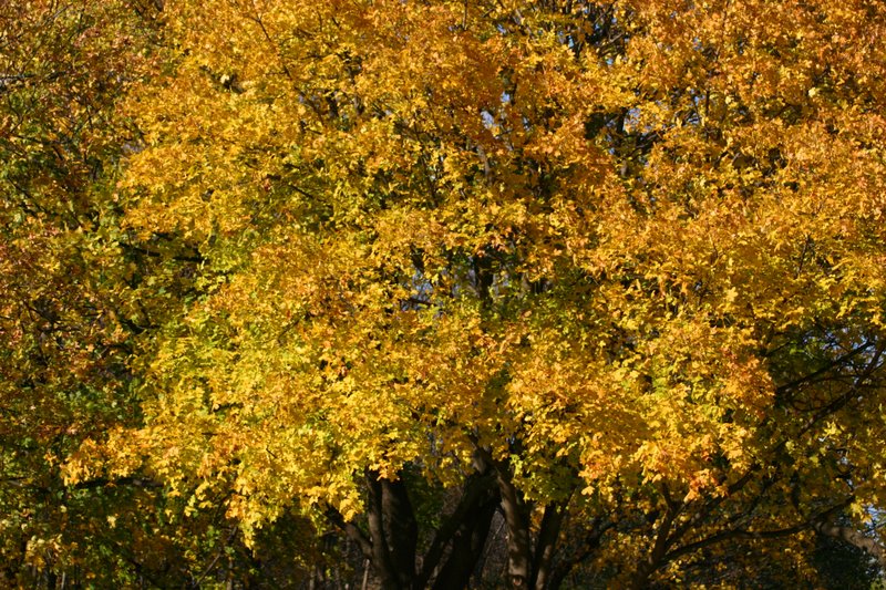 Fall is always the right season, Brookfield Zoo, Chicago