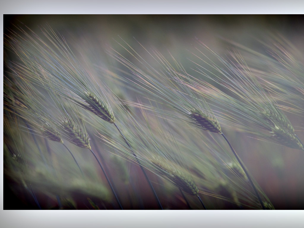 Long-awned spikes