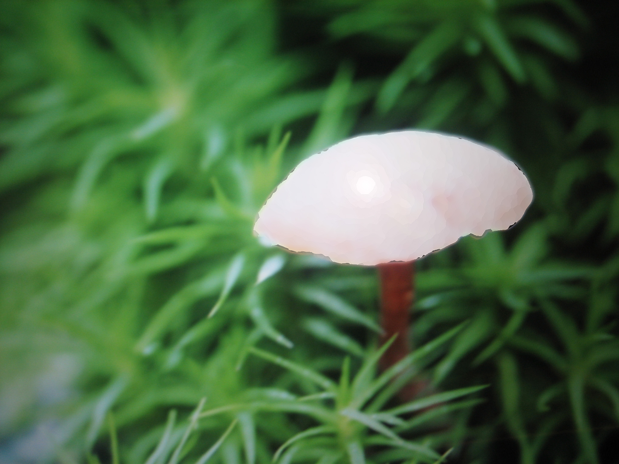 lonely mushroom