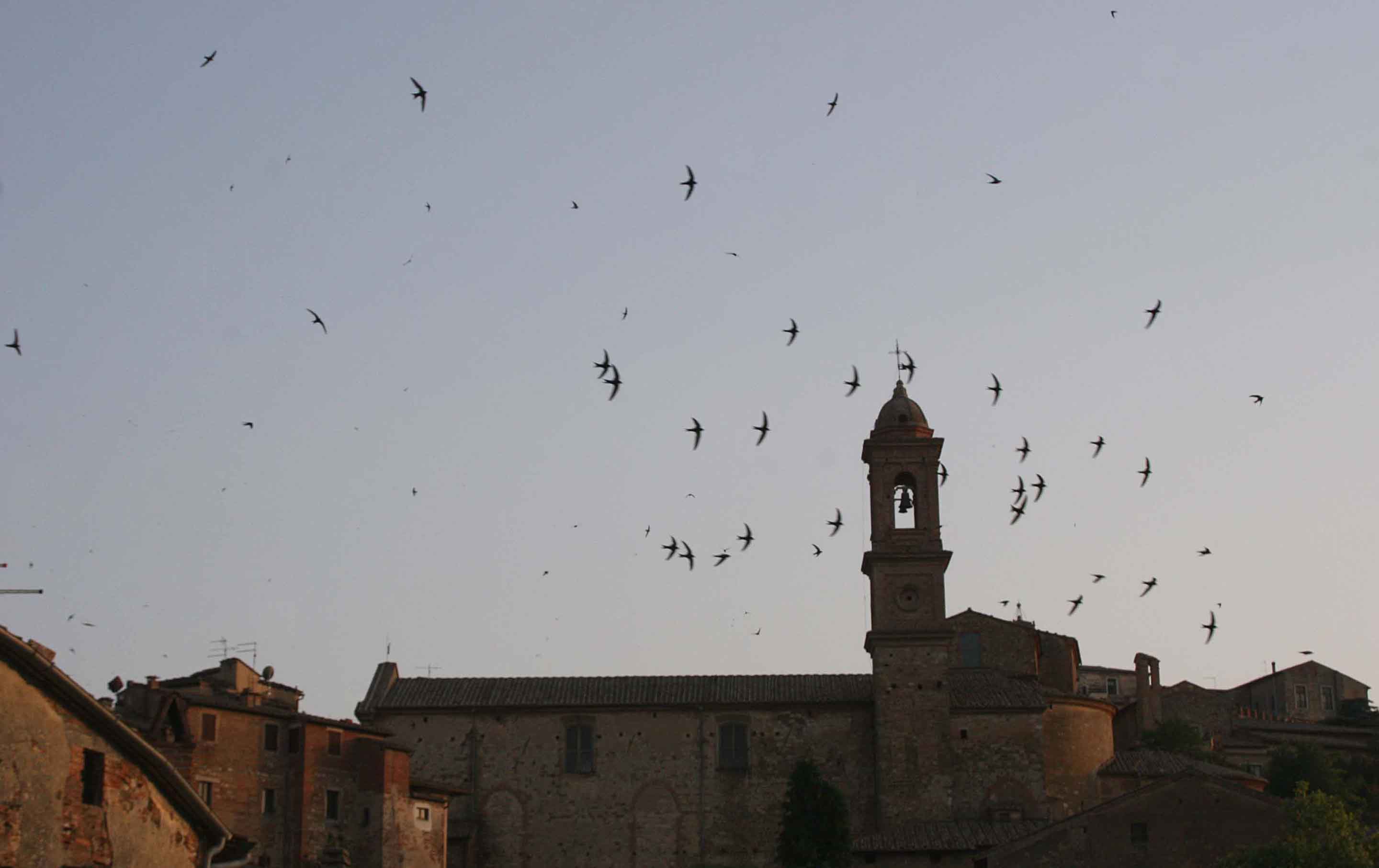 Swooping birds at dusk in Montepulciano.jpg