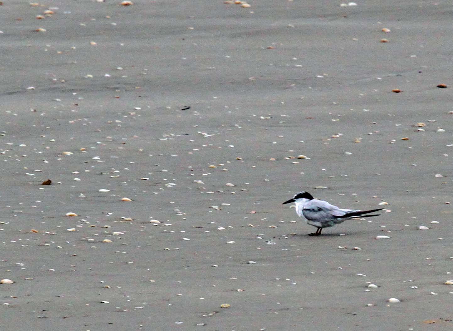 Common Tern