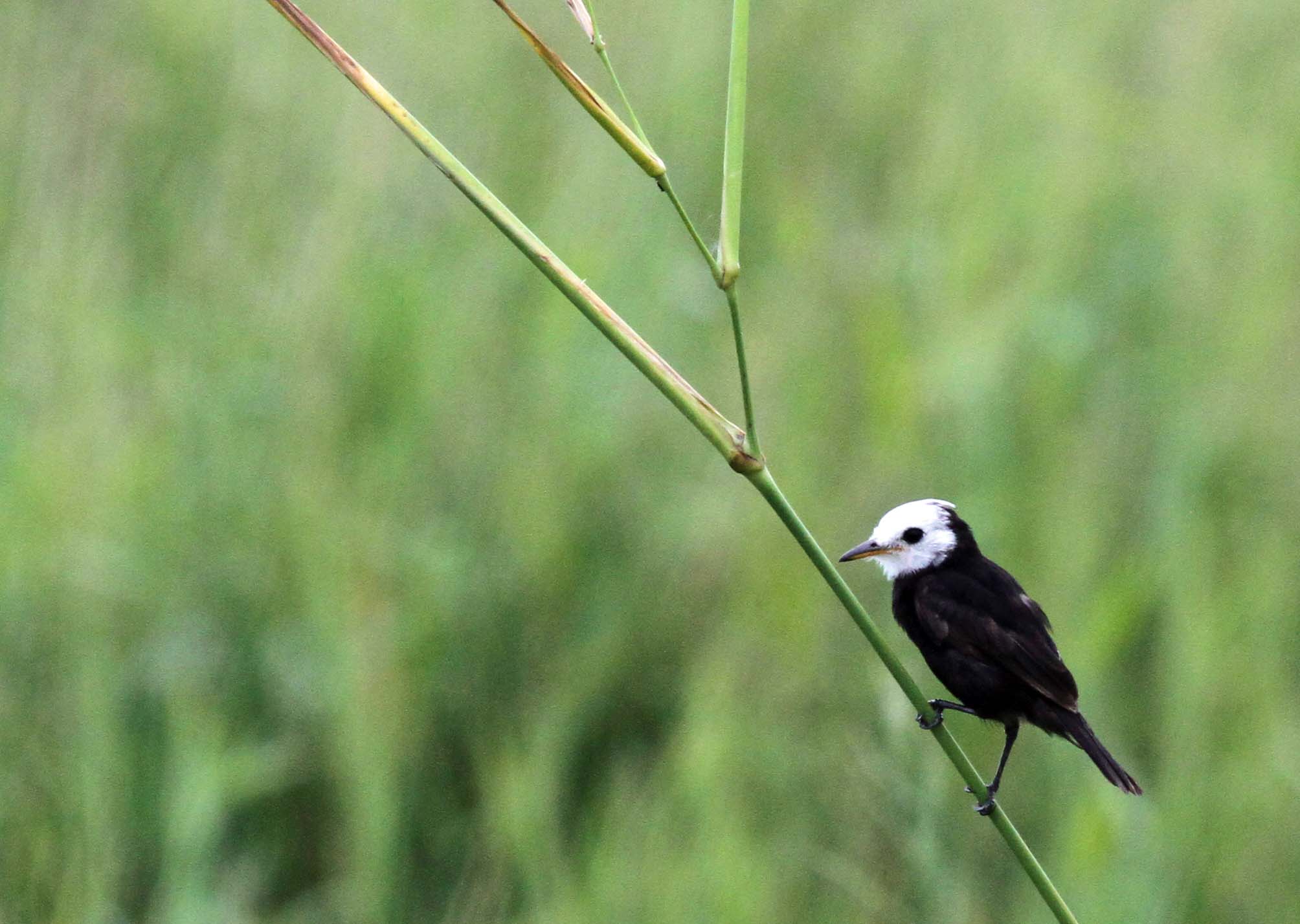 White-headed Marsh Tyrant