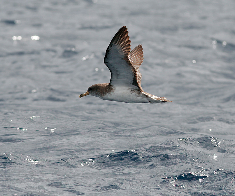 Cory`s shearwater