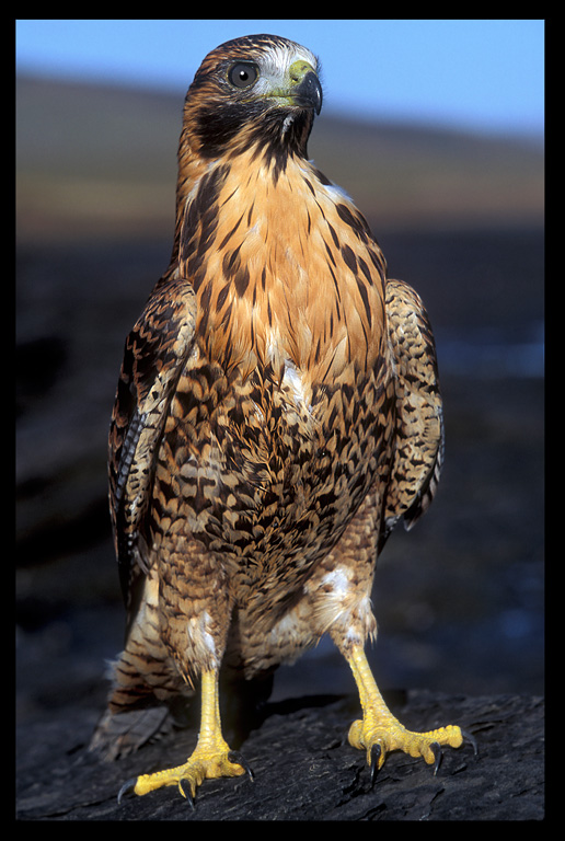 Young Red-backed Buzzard