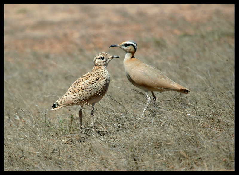 Creame-coloured Coursors (immature & adult) - Cap verde 2004