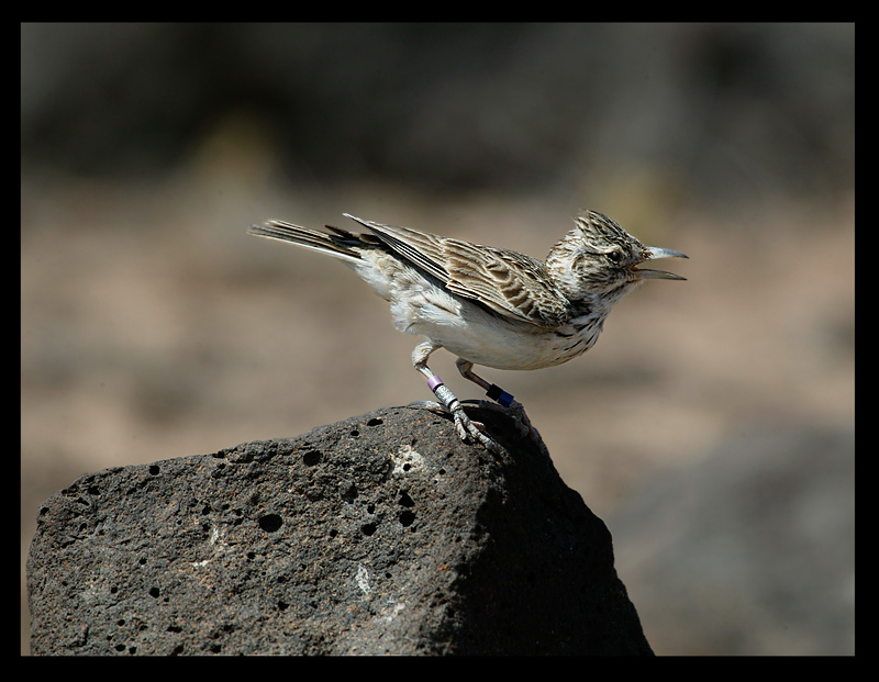 Raso lark - endemic for one island in the  world