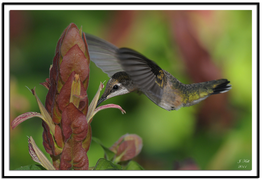 Ruby-throated Hummingbird