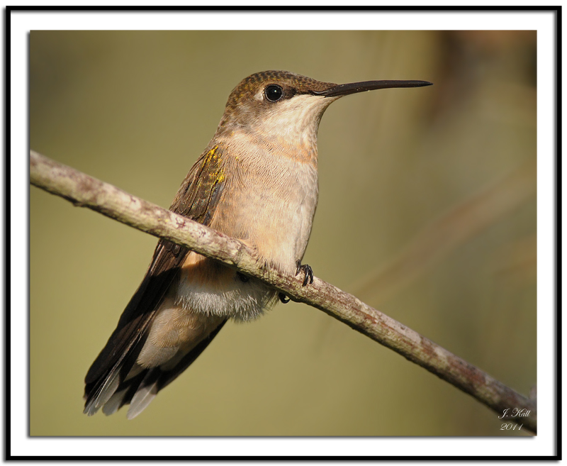 Ruby-throated Hummingbird
