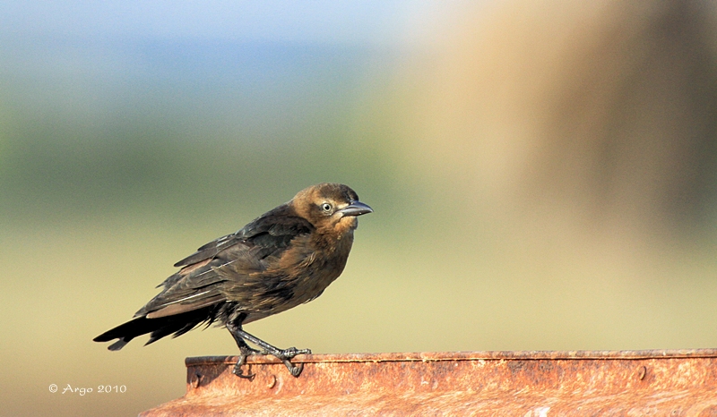Great-tailed Grackle