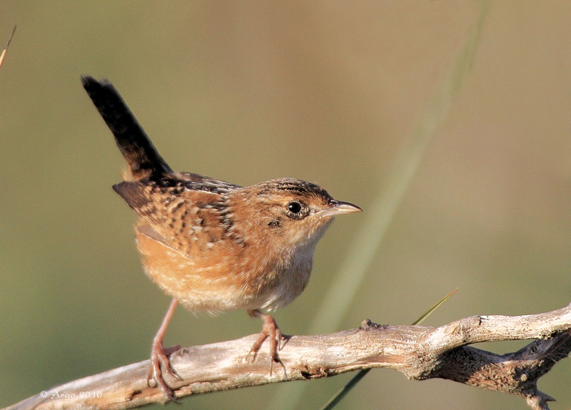 Sedge Wren