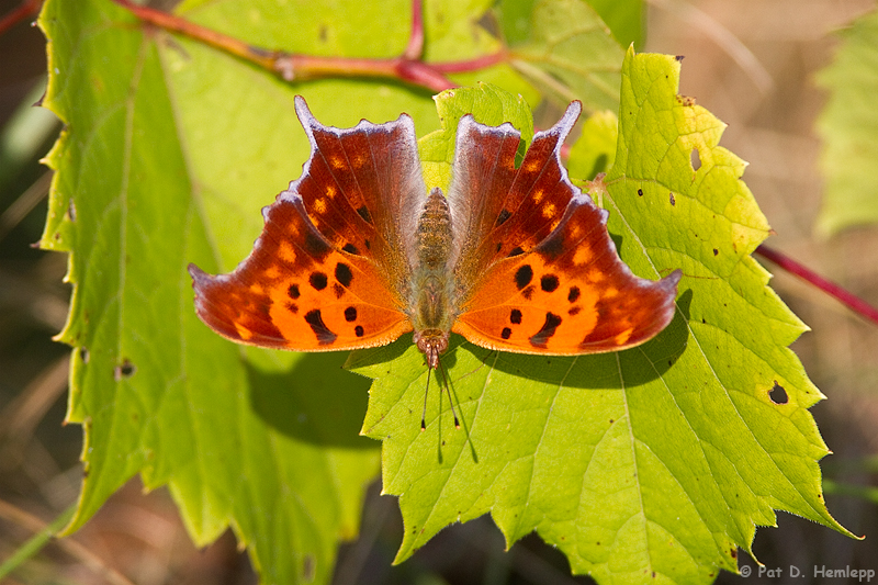 Orange and green