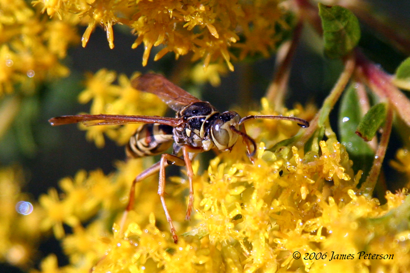 Wasp (10286)