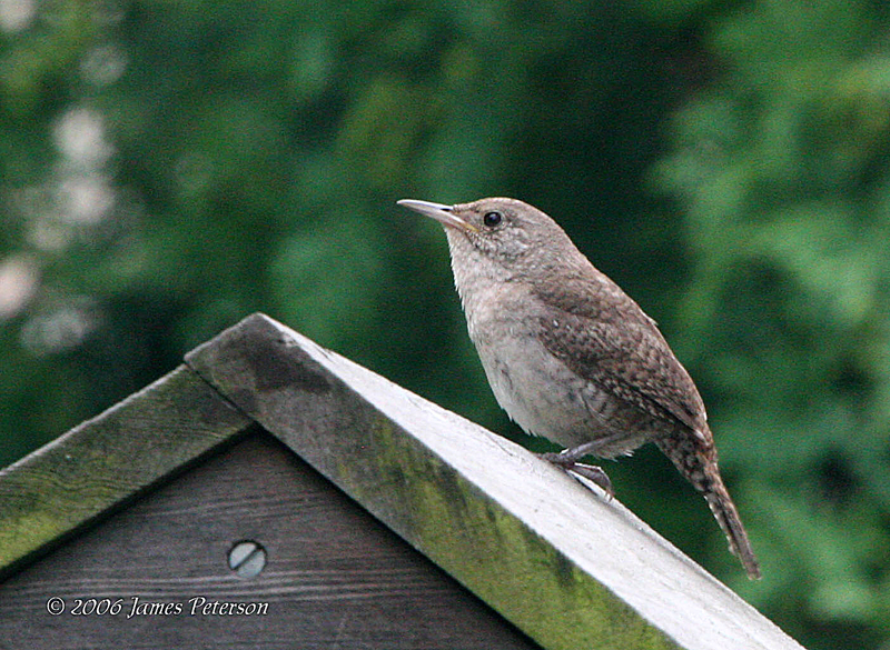 Wren (7648)