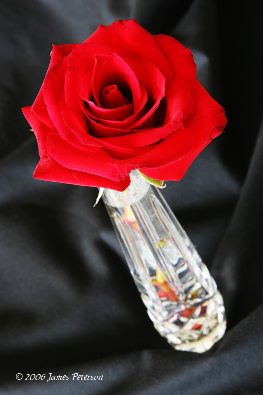 Red Rose (10970)