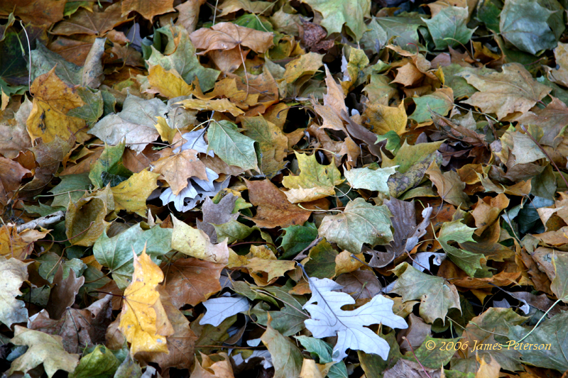 Leaves (11636)