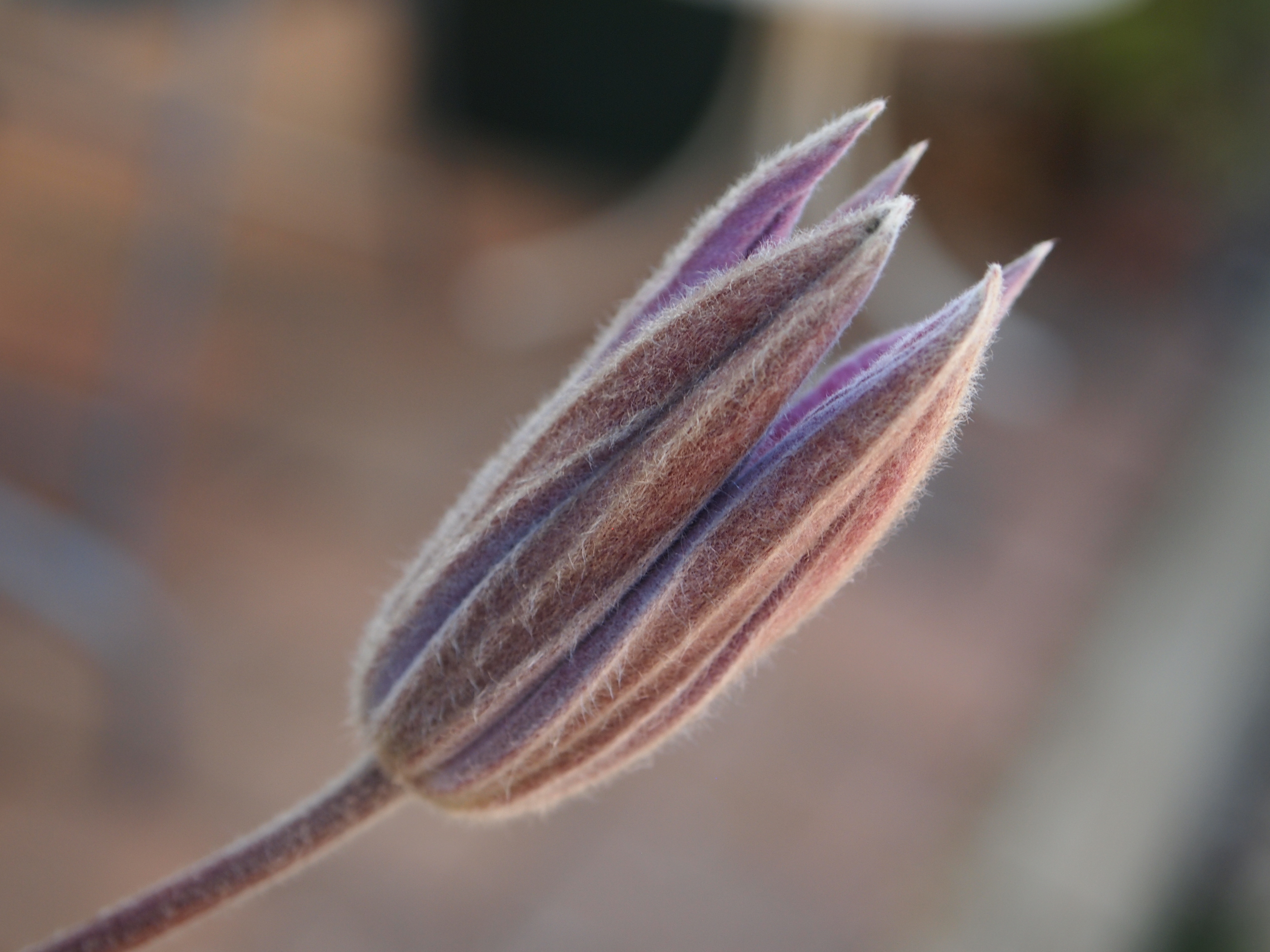 Clematis emerging.