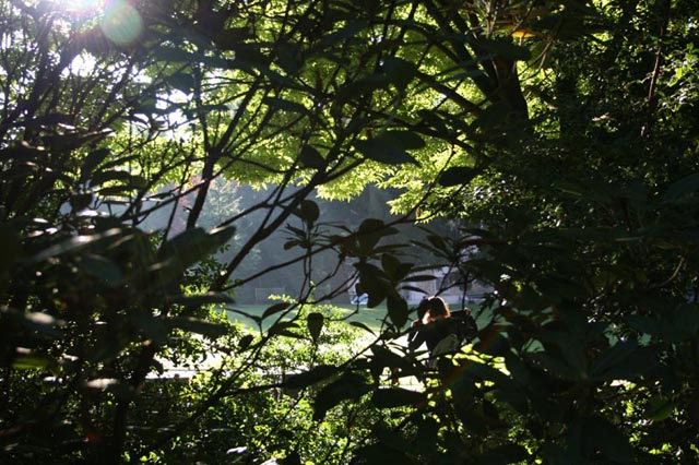 From Griegs Garden