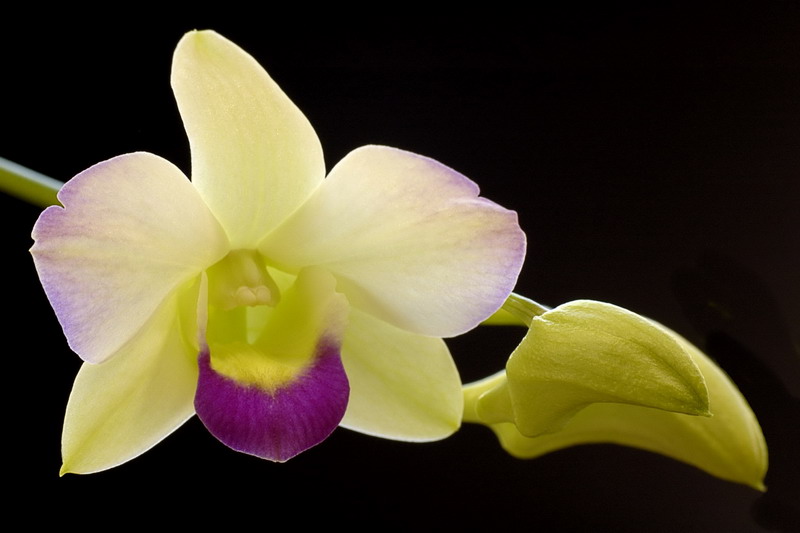 9/21/06 - Orchid