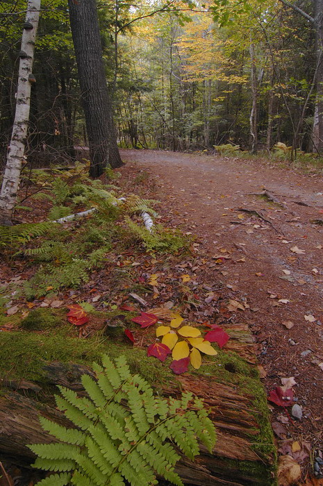 Carriage Road Acadia 06