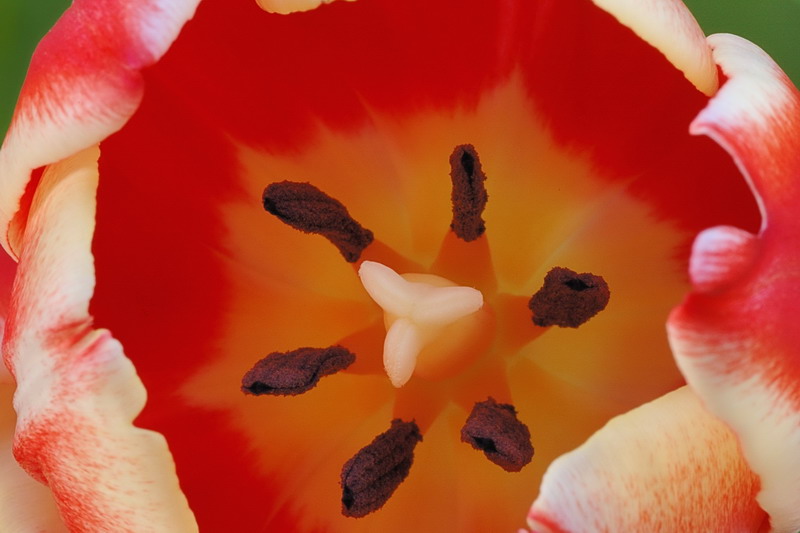 11/9/06 - Inside a Tulip