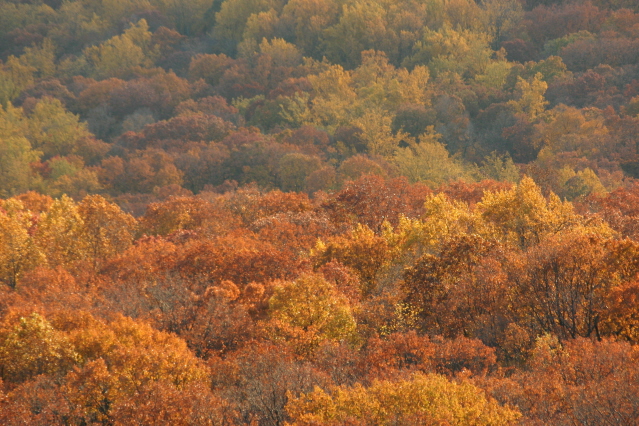 Carpet of Orange