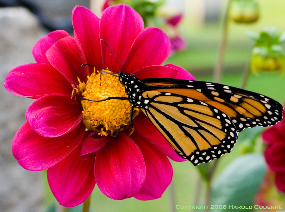 Flower and Butterfly 6311.jpg