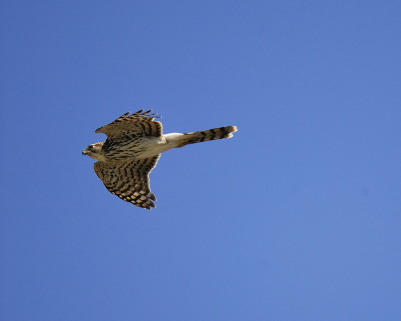 sharp-shinned hawk BRD5512.jpg