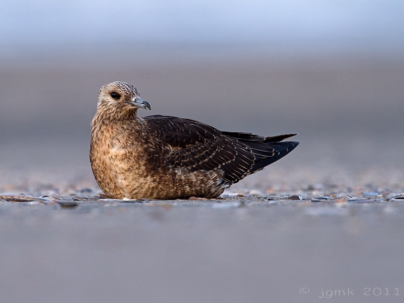Kleine jager/Arctic skua