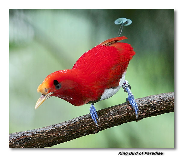 King Bird of Paradise
