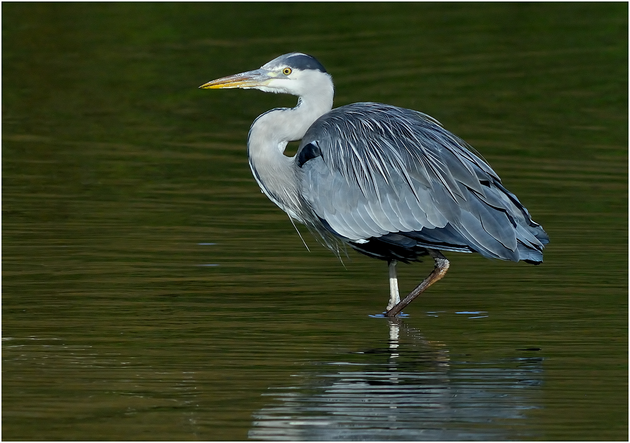 Grey Heron