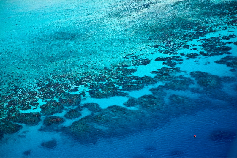 Reef